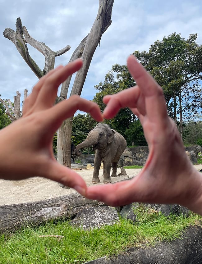 Elephant at Zoo Seafield School of English